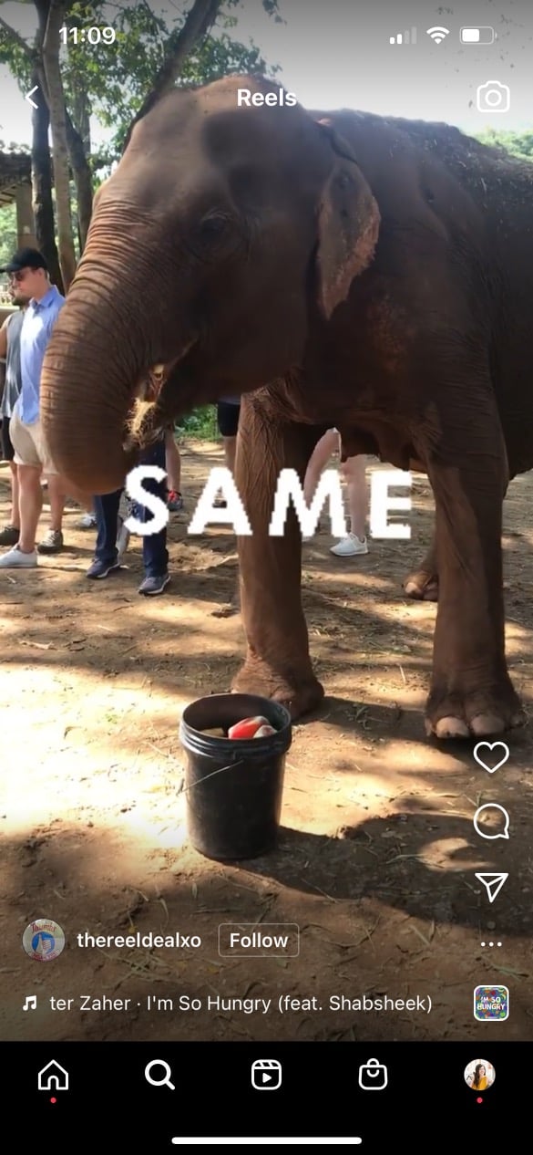 elephant with text same